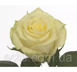 Троянда Магаді ( Magadi ) чайно-гібридна Троянда Магаді ( Magadi ) чайно-гібридна