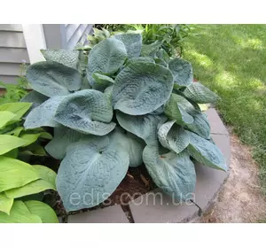 Хоста Big Father (Біг Фазе) кореневище Хоста Big Father (Біг Фазе) кореневище