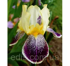 Ірис бородатий Loreley (Лорелея) Ірис бородатий Loreley (Лорелея)