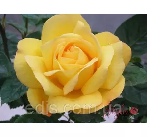 Троянда Артур Белл (Arthur Bell) флорібунда Троянда Артур Белл (Arthur Bell) флорібунда