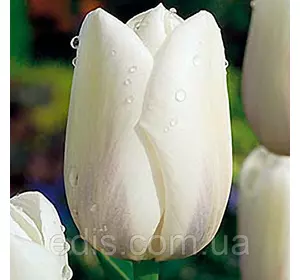 Тюльпан гігантський Clearwater (Клірвоте) 3 цибулинки Тюльпан гігантський Clearwater (Клірвоте) 3 цибулинки