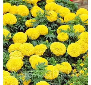 Чорнобривці низькорослі Медовий місяць 0,5 г, насіння Яскрава Чорнобривці низькорослі Медовий місяць 0,5 г, насіння Яскрава