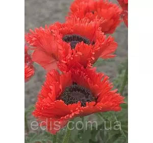 Мак багаторічний Turkenlouis Мак багаторічний Turkenlouis