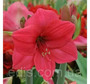 Гіппеаструм простий Lagoon 1 цибулина 24/26 Гіппеаструм простий Lagoon 1 цибулина 24/26