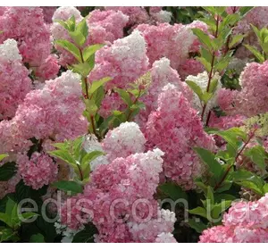 Гортензія волотиста Sundae Fraise (Сандей Фрейз) у контейнері 2 л Гортензія волотиста Sundae Fraise (Сандей Фрейз) у контейнері 2 л