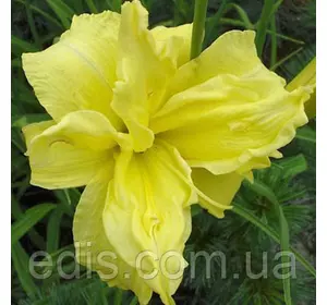 Лілейник Double River Wye кореневище Лілейник Double River Wye кореневище