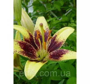 Лілія азіатська Latvia (Латвія) 1 цибулина 12/14 Лілія азіатська Latvia (Латвія) 1 цибулина 12/14