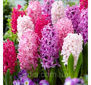 Арт-набір Барбі, 5 цибулин гіацинтів Арт-набір Барбі, 5 цибулин гіацинтів