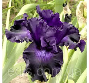 Ірис бородатий Mountain Majesty (Мэунтин Мэджести) Ірис бородатий Mountain Majesty (Мэунтин Мэджести)