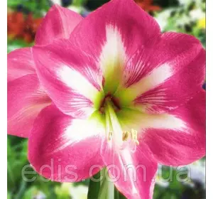 Гіппеаструм Monte Carlo (Монте Карло) 1 цибулина 24/26 Гіппеаструм Monte Carlo (Монте Карло) 1 цибулина 24/26