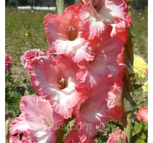 Гладіолус Cheops (Хеопс) 8/10 3 шт./уп., великоквітковий Гладіолус Cheops (Хеопс) 8/10 3 шт./уп., великоквітковий