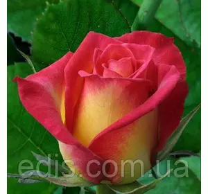 Троянда Утопія (Utopia) чайно-гібридна Троянда Утопія (Utopia) чайно-гібридна