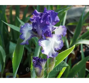 Ірис високий бородатий Circle Step Ірис високий бородатий Circle Step