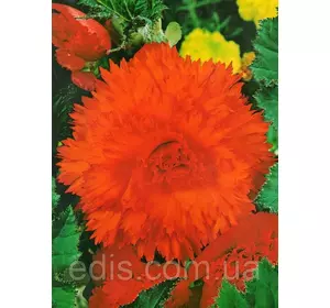 Бегонія бульбова Фимбриата Помаранчева, 1 бульба Бегонія бульбова Фимбриата Помаранчева, 1 бульба