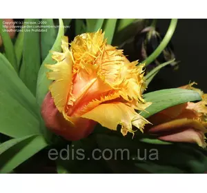 Тюльпан оторочений Noranda (Норанда) 3 цибулинки Тюльпан оторочений Noranda (Норанда) 3 цибулинки