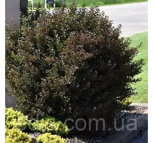 Пухироплідник калинолистий Little Devil (Літіл Девіль) у контейнері 0.5 л Пухироплідник калинолистий Little Devil (Літіл Девіль) у контейнері 0.5 л