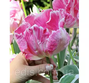 Тюльпан папуговий Elsenburg (Ельзенбург) 3 цибулини 11/12 Тюльпан папуговий Elsenburg (Ельзенбург) 3 цибулини 11/12