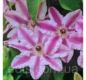Клематис Capitan Thuilleaux (Капітан Туллекс) Клематис Capitan Thuilleaux (Капітан Туллекс)