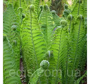 Папороть Страусник Папороть Страусник