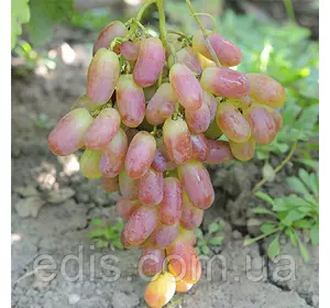 Виноград Ювілей Новочеркаська (середньо-ранній) Виноград Ювілей Новочеркаська (середньо-ранній)
