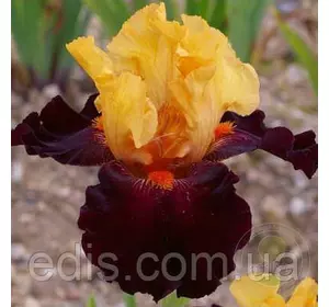 Ірис бородатий Brilliant Disguise (Брилліант Дісгайз) Ірис бородатий Brilliant Disguise (Брилліант Дісгайз)