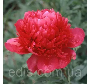 Пион Many Happy Returns (Мени Хеппи Ретанс) Пион Many Happy Returns (Мени Хеппи Ретанс)