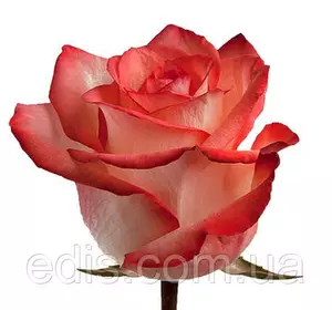 Троянда Блаш (Blush) чайно-гібридна Троянда Блаш (Blush) чайно-гібридна