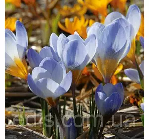 Крокус Ботанічний Blue Pearl (Блю Перл) 5 цибулин Крокус Ботанічний Blue Pearl (Блю Перл) 5 цибулин