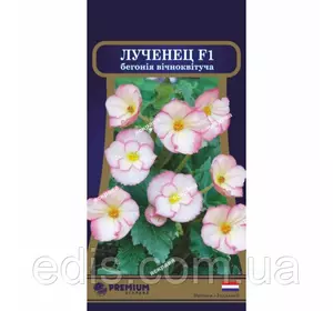 Бегонія вечноцветущая Лученец F1 10 насінин в оболонці, Яскрава PREMIUM Бегонія вечноцветущая Лученец F1 10 насінин в оболонці, Яскрава PREMIUM