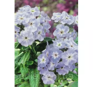 Флокс волотистий Blue Boy (Блю Бой) кореневище Флокс волотистий Blue Boy (Блю Бой) кореневище