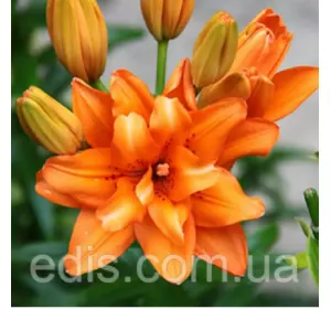 Лілія азіатська махрова Orange Twins (Оранж Твінс) 1 цибулина 12/14 Лілія азіатська махрова Orange Twins (Оранж Твінс) 1 цибулина 12/14