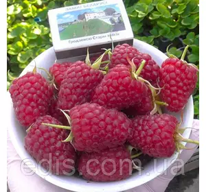 Ремонтантна Малина Карамелька Ремонтантна Малина Карамелька