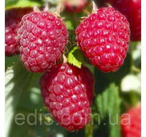 Ремонтантна Малина Химбо Топ Ремонтантна Малина Химбо Топ