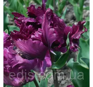 Тюльпан папуговий Negrita Parrot (Негріта Перрот) 3 цибулинки Тюльпан папуговий Negrita Parrot (Негріта Перрот) 3 цибулинки