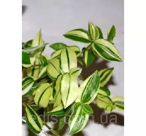 Живець Традесканція Yellow Hill, живець свіжозрізаний, 4-5 міжвузля Живець Традесканція Yellow Hill, живець свіжозрізаний, 4-5 міжвузля