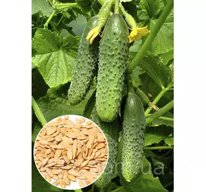 Огірок Фенікс плюс 50 г, вагове насіння Яскрава Огірок Фенікс плюс 50 г, вагове насіння Яскрава