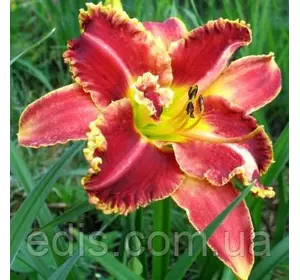 Лілейник Startle Лілейник Startle