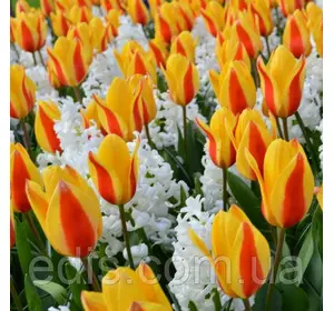 Арт-набір Сонячний 6 цибулин Арт-набір Сонячний 6 цибулин