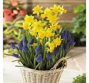 Нарцис Мініатюрний Tete a Tete (Тет а Тет) 10/12 1 шт./уп. Нарцис Мініатюрний Tete a Tete (Тет а Тет) 10/12 1 шт./уп.