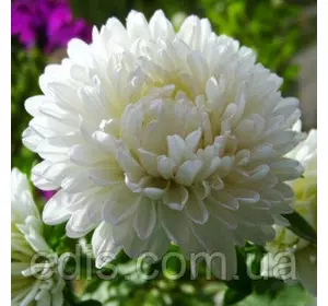 Айстра карликова Сніжок 0,3 г насіння Яскрава Айстра карликова Сніжок 0,3 г насіння Яскрава