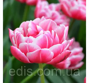 Тюльпан Columbus (Коламбас) махровий ранній 3 цибулини Тюльпан Columbus (Коламбас) махровий ранній 3 цибулини