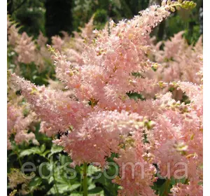 Астильба Peaches and Cream (Персики і вершки) Астильба Peaches and Cream (Персики і вершки)