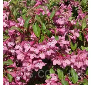 Вейгела Rumba , саджанець Вейгела Rumba , саджанець