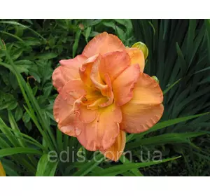 Лілейник Frances Joiner Лілейник Frances Joiner