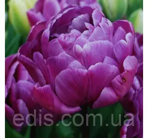 Тюльпан махровий ранній Blue Diamоnd 3 цибулинки Тюльпан махровий ранній Blue Diamоnd 3 цибулинки