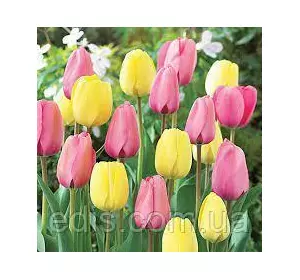 Набір цибулин тюльпанів Рання слава, 5 цибулин Набір цибулин тюльпанів Рання слава, 5 цибулин