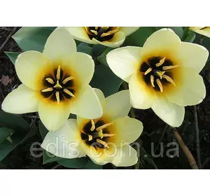 Тюльпан гібрид Фостера Concerto (Концерто) 3 цибулинки Тюльпан гібрид Фостера Concerto (Концерто) 3 цибулинки