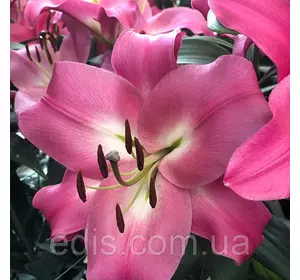 Лілія OT гібрид Brusago 1 цибулина 12/14 Лілія OT гібрид Brusago 1 цибулина 12/14