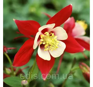 Аквілегія Крімсон Стар (Crimson Star) кореневище Аквілегія Крімсон Стар (Crimson Star) кореневище