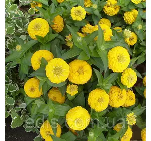 Цинія багатоквіткова Ліліпут жовта 0,5 г, насіння Яскрава Цинія багатоквіткова Ліліпут жовта 0,5 г, насіння Яскрава